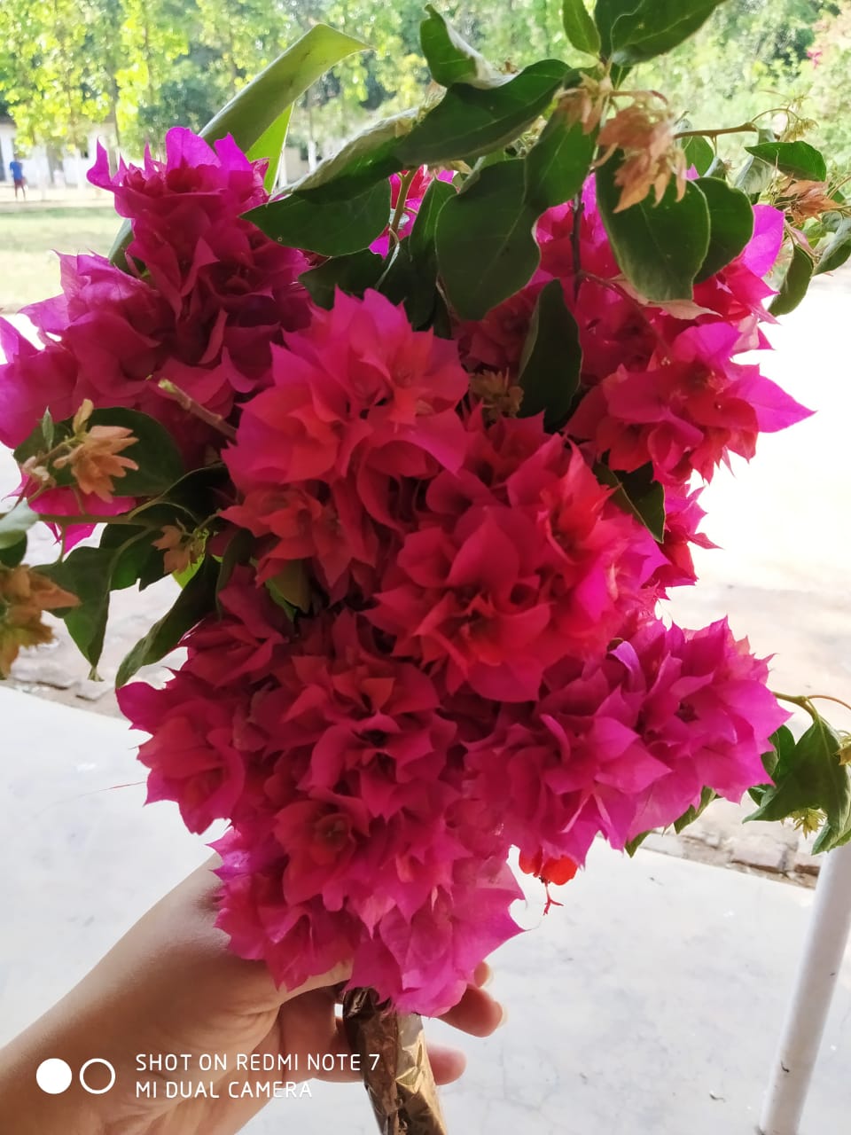 flowers